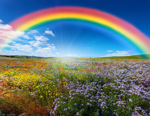 Beautiful Hillscape With Vibrant Rainbow and Colorful Wildflowers Under Moody Skies