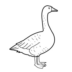 Poultry. Goose. Outline illustration, isolated on white background, design elements