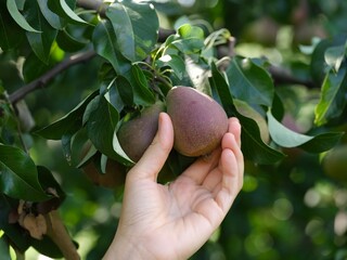 Person hand taking pear from pear tree.