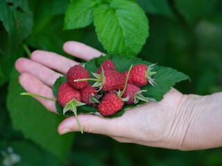 Red ripe raspberries with leaf in woman palm against raspberry bush background
