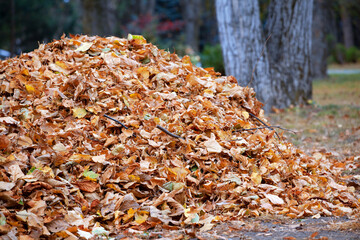 Selective focus highlights a large pile of fallen autumn leaves on park ground. Represents foliage...