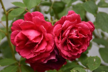 These roses are still blooming outdoor in summer day.