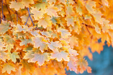 Maple with Yellowed Leaves. Autumn Concept Background