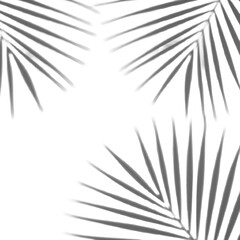 Obraz premium Crisp, graphic shadows of tropical palm leaves with elegant sweeping lines on a pristine, transparent background, concept of minimalist elegance and tranquility