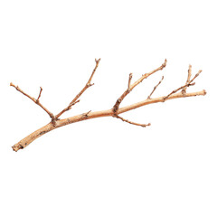 Dried tree branch isolated on black background nature twig wood autumn winter