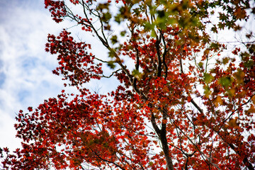紅葉
