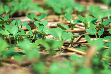 Brassica juncea sapling small leaf on the vegetable plot in the garden in the morning There is a sunny show.
