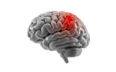 3D Human Brain with Highlighted Pain Area – Medical Illustration of Brain Injury or Headache
