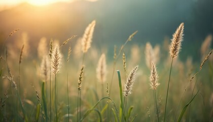 Obraz premium Close-up of tall grass with fluffy seed heads illuminated by warm sunlight. Bokeh background enhances serene, boho aesthetic. Natural green plants, meadow vibe, tranquil atmosphere.