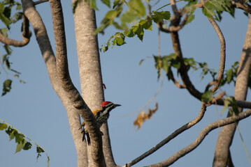 A beautiful Black rumped woodpecker perched on the trunk of a tree. The vibrant plumage, has a distinctive red crest on its head, a black and white striped on face, and a striking golden yellow back.