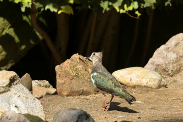 Ein Europäischer Kiebitz, Vanellus vanell, Regenpfeifer