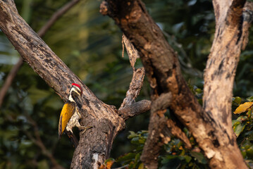 A beautiful Black rumped woodpecker perched on the trunk of a tree. The vibrant plumage, has a distinctive red crest on its head, a black and white striped on face, and a striking golden yellow back.