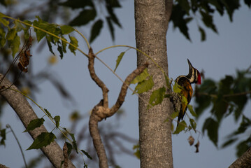 A beautiful Black rumped woodpecker perched on the trunk of a tree. The vibrant plumage, has a distinctive red crest on its head, a black and white striped on face, and a striking golden yellow back.