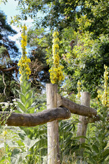 Gelbe Blüten der Großblütigen Königskerze, Verbascum thapsiform