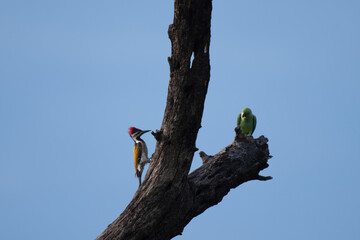 A beautiful Black rumped woodpecker perched on top of a tree. The vibrant plumage, has a distinctive red crest on its head, a black and white striped on face, and a striking golden yellow back.