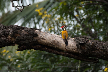 A beautiful Black rumped woodpecker perched on the trunk of a tree. The vibrant plumage, has a distinctive red crest on its head, a black and white striped on face, and a striking golden yellow back.