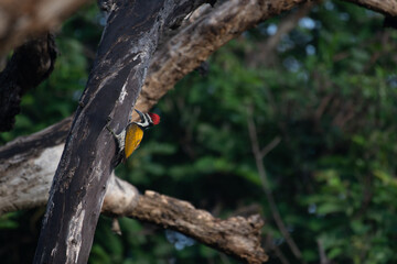 A beautiful Black rumped woodpecker perched on the trunk of a tree. The vibrant plumage, has a distinctive red crest on its head, a black and white striped on face, and a striking golden yellow back.