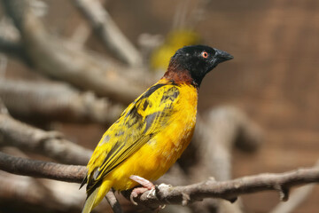 Ein gelber Textorweber sitzt auf einem Ast, Ploceus Cucullatus cucculatu, Black-headed Weaver