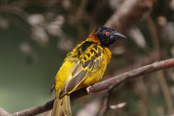 Ein gelber Textorweber sitzt auf einem Ast, Ploceus Cucullatus cucculatu, Black-headed Weaver