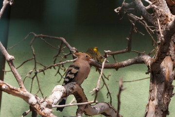 Porträt eines Wiedehopfes, Upopa epops
