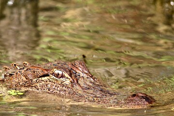American Alligator popping its head up above murky brown swamp waters