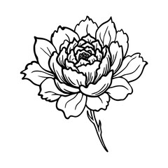 Sketch style vector illustration of a rose flower with leaves and floral design elements in vintage art style