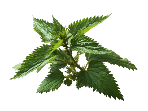 Stinging Nettle Plant Lush Green Leaves Closeup