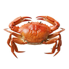 Perfectly cooked mud crab, vibrant crimson red, glossy, large claws prominently displayed on a transparent seamless studio background, isolated for premium seafood concept