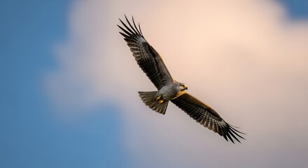 Obraz premium A majestic bird of prey soars gracefully through a dramatic sunset sky, its wings spread wide in a powerful display of freedom.