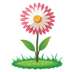 Daisy flower isolated on white background with soft floral colors and natural beauty