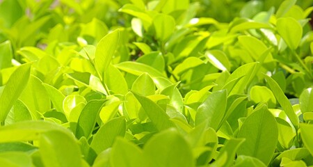Close-up of bright green young tea leaves