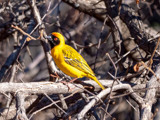 A masked weaver (Ploceus velatus) sitting on a branch.
