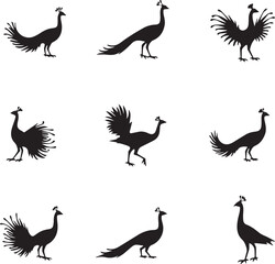 set of silhouettes of peacock 100% fully editable vector file.