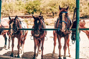 Domestic horses stand in stall on farm, brown and red horse waiting for rider