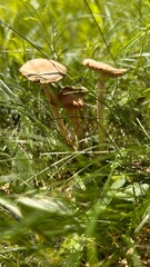 Toadstool mushrooms in the forest grass