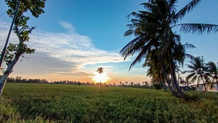 Morning view. Sunrise view. Rice paddies and coconut trees. Blue sky.