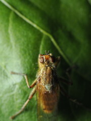 Scathophaga stercoraria es una mosca amarilla que pone huevos en estiércol; sus larvas lo consumen y los adultos son depredadores de otros insectos.