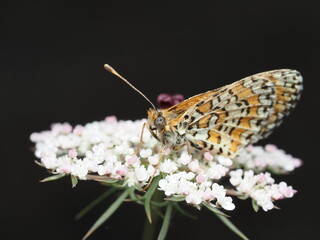 La fritilaria de Glanville (Melitaea cinxia) es una mariposa de tonos naranjas y negros, que habita praderas abiertas y tiene un vuelo rápido y errático.