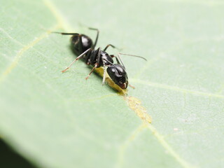 Camponotus es un género de hormigas carpinteras grandes, que anidan en madera y son conocidas por su fuerza y organización social.