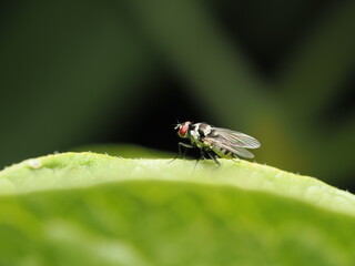 La mosca del nabo es una plaga cuyos adultos ponen huevos en plantas crucíferas; sus larvas dañan raíces y afectan cultivos como el nabo y la col.