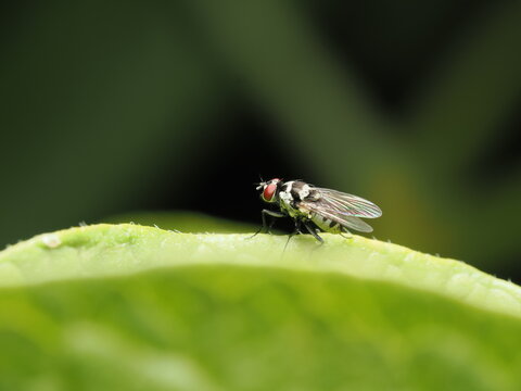 La mosca del nabo es una plaga cuyos adultos ponen huevos en plantas cruc&iacute;feras; sus larvas da&ntilde;an ra&iacute;ces y afectan cultivos como el nabo y la col.