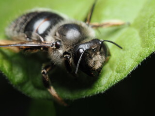 Megachile rotundata es una abeja solitaria que corta trozos de hojas para construir sus nidos; es excelente polinizadora de cultivos como la alfalfa.