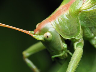 Tettigonia viridissima es un ortóptero de gran tamaño y color verde, con largas antenas, que vive en vegetación alta y emite un canto agudo al atardecer.