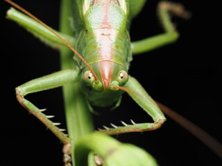 Tettigonia viridissima es un ortóptero de gran tamaño y color verde, con largas antenas, que vive...