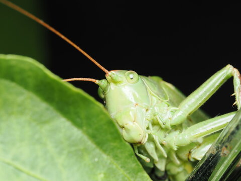 Tettigonia viridissima es un ort&oacute;ptero de gran tama&ntilde;o y color verde, con largas antenas, que vive en vegetaci&oacute;n alta y emite un canto agudo al atardecer.