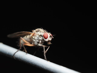 La mosca del nabo es una plaga cuyos adultos ponen huevos en plantas crucíferas; sus larvas dañan raíces y afectan cultivos como el nabo y la col.