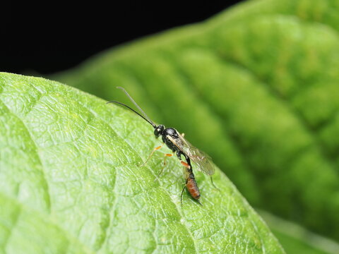 Avispa parasitoide es un insecto que pone sus huevos dentro o sobre otros insectos; sus larvas se alimentan del hu&eacute;sped, ayudando a controlar plagas.