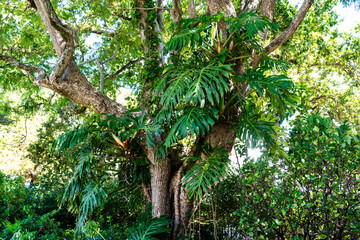 Gro&szlig;er Baum, umgeben von dichtem Gr&uuml;n, bewachsen mit exotischen Monstera-Pflanzen in den Winelands, S&uuml;dafrika