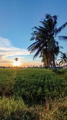 Morning view. Sunrise view. Rice paddies and coconut trees. Blue sky.