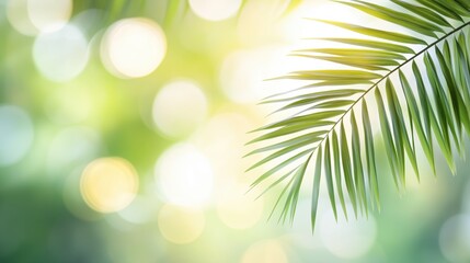 Tropical Palm Leaves with Sunlight and Bokeh
